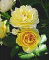 Rose Yellow Heirloom