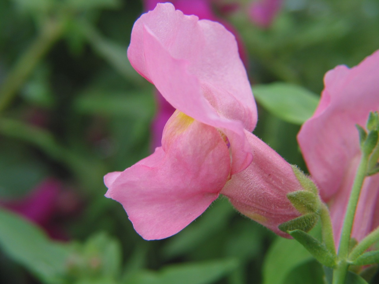 Snapdragon (Pink) Flower Essences of Fox Mountain