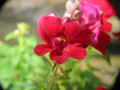 Snapdragon  (Red)