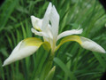 Snow Queen Iris