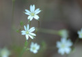 Star Chickweed