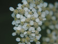Yarrow