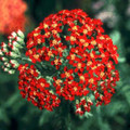 Yarrow "Paprika"
