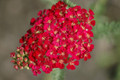 Yarrow (Red)