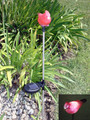 2-Pack Stainless Steel Red Cardinal White LED Solar Light