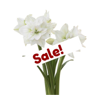 Amaryllis Winter White & Hydro Planter