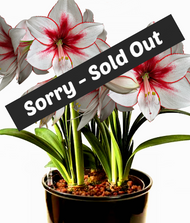 2 Jumbo Dutch Amaryllis Bulb & Hydro Planter - Multiple White Blooms with Soft Pink to Dark Pink Hues
