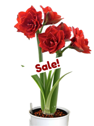 Amaryllis Holiday Red in a Hydroponic Planter