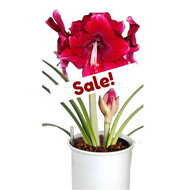 Amaryllis Tri-Color in a Hydro Planter