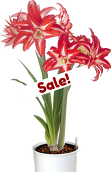 Amaryllis Vibrant in a Hydro Planter