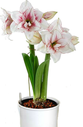 Amaryllis Fantasy