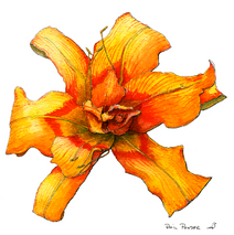 Flower Day Lily