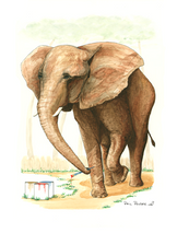 Nashville Zoo Elephant