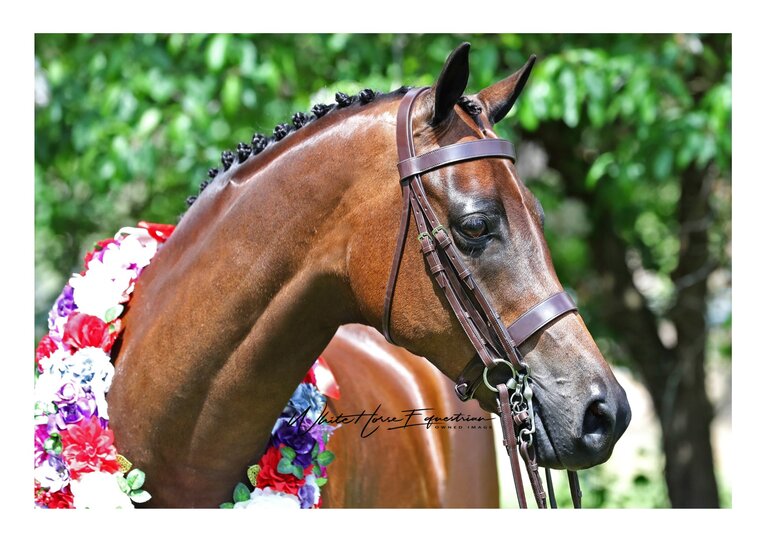 White Horse Equestrian online Supplies and Accessories, online bridles