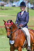 Image features Small Havana Number Holder with Imperial Gold Crown in Pony Size in Havana. Image courtesy Amy McKechnie and photo Danni Milligan, SHC Grand Nationals 2019.