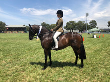 Bolagamy Patnership-Weethalles', Bolagamy Wishful Thinking , ridden by Katie Kennedy,  wearing an  Aus Classic Weymouth Bridle.  Please note a Hunter browband has been accessorised with this bridle. 