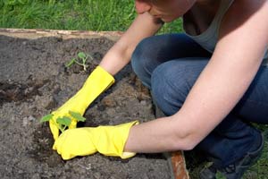 get a strong gardening start for garden beds and container plants
