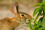 protect plants from rabbits and other pests
