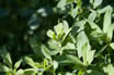 alfalfa-leaf.jpg alfalfa-leaf.jpg
