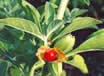 ashwagandha.jpg ashwagandha.jpg