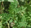 astragalus.jpg astragalus.jpg
