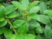 gymnema-sylvestre-leaf.jpg gymnema-sylvestre-leaf.jpg