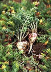 maca-root.jpg maca-root.jpg