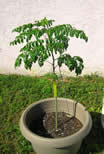 moringa-powder.jpg moringa-powder.jpg
