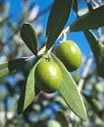 olive-leaf.jpg olive-leaf.jpg