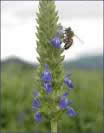 raw-chia-seed.jpg raw-chia-seed.jpg