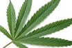 raw-hemp-seed.jpg raw-hemp-seed.jpg