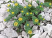 rhodiola-rosea-in-the-wild.jpg rhodiola-rosea-in-the-wild.jpg