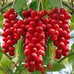schizandra.jpg schizandra.jpg