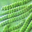 spirulina.jpg spirulina.jpg