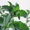 stevia-leaf.jpg stevia-leaf.jpg