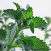 stevia.jpg stevia.jpg
