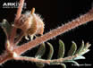 tribulus-fruit.jpg tribulus-fruit.jpg