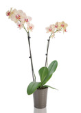 Orchid Phalaenopsis  Inch with Deco Pot