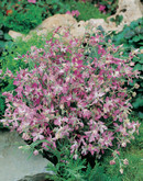 Night Scented Stock (Matthiola)