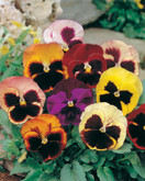 Pansy Swiss Giants Mixed