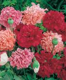 Poppy Paeony Flowered Mixed