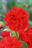 Poppy Paeony Scarlet