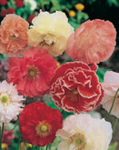 Poppy Shirley Double Mixed