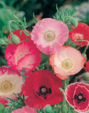 Poppy Shirley Single Mixed
