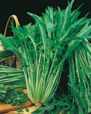 Chicory Catalogna Asparago