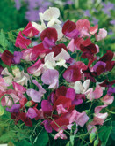 Sweet Pea Old Spice Mixed