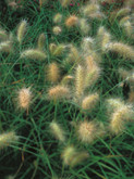 Fountain Grass Pennisetum Villosum