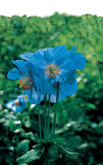Poppy Tibetan Blue