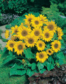 Sunflower Pacino