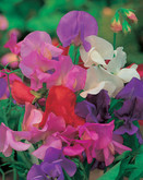 Sweet Pea Spencer Mixed